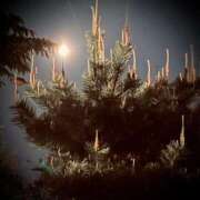 ヒメ日記 2025/05/15 09:30 投稿 浅見怜 五十路マダム 新潟店(カサブランカグループ)