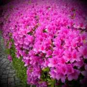 ヒメ日記 2025/05/19 15:02 投稿 浅見怜 五十路マダム 新潟店(カサブランカグループ)