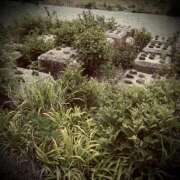 ヒメ日記 2025/05/26 18:04 投稿 浅見怜 五十路マダム 新潟店(カサブランカグループ)