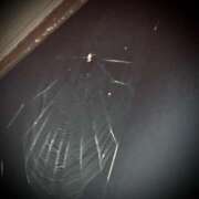 ヒメ日記 2025/06/10 06:20 投稿 浅見怜 五十路マダム 新潟店(カサブランカグループ)