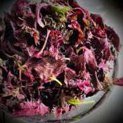 ヒメ日記 2025/07/18 07:02 投稿 浅見怜 五十路マダム 新潟店(カサブランカグループ)