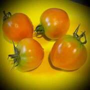 ヒメ日記 2025/07/25 21:32 投稿 浅見怜 五十路マダム 新潟店(カサブランカグループ)