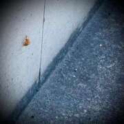 ヒメ日記 2025/08/01 17:04 投稿 浅見怜 五十路マダム 新潟店(カサブランカグループ)