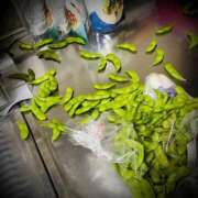 ヒメ日記 2025/08/02 13:02 投稿 浅見怜 五十路マダム 新潟店(カサブランカグループ)