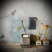 ヒメ日記 2025/08/07 10:02 投稿 浅見怜 五十路マダム 新潟店(カサブランカグループ)