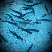 ヒメ日記 2025/08/25 18:30 投稿 浅見怜 五十路マダム 新潟店(カサブランカグループ)