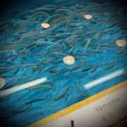 ヒメ日記 2025/08/25 19:02 投稿 浅見怜 五十路マダム 新潟店(カサブランカグループ)