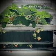 ヒメ日記 2025/08/25 19:30 投稿 浅見怜 五十路マダム 新潟店(カサブランカグループ)