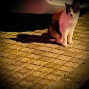 ヒメ日記 2025/09/21 22:28 投稿 浅見怜 五十路マダム 新潟店(カサブランカグループ)