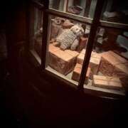 ヒメ日記 2025/09/23 03:00 投稿 浅見怜 五十路マダム 新潟店(カサブランカグループ)