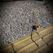 ヒメ日記 2025/11/16 23:52 投稿 浅見怜 五十路マダム 新潟店(カサブランカグループ)