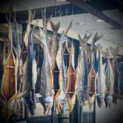 ヒメ日記 2025/11/18 04:00 投稿 浅見怜 五十路マダム 新潟店(カサブランカグループ)