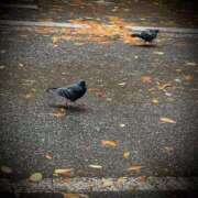 ヒメ日記 2025/11/19 01:48 投稿 浅見怜 五十路マダム 新潟店(カサブランカグループ)