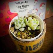 ヒメ日記 2025/11/25 22:34 投稿 浅見怜 五十路マダム 新潟店(カサブランカグループ)