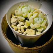 ヒメ日記 2025/12/03 23:56 投稿 浅見怜 五十路マダム 新潟店(カサブランカグループ)