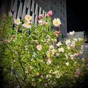 ヒメ日記 2025/12/10 23:42 投稿 浅見怜 五十路マダム 新潟店(カサブランカグループ)