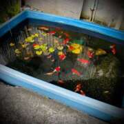 ヒメ日記 2026/01/02 23:46 投稿 浅見怜 五十路マダム 新潟店(カサブランカグループ)