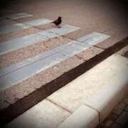 ヒメ日記 2026/01/10 12:46 投稿 浅見怜 五十路マダム 新潟店(カサブランカグループ)