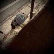 ヒメ日記 2026/03/15 23:48 投稿 浅見怜 五十路マダム 新潟店(カサブランカグループ)