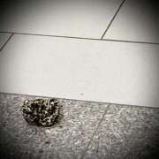 ヒメ日記 2026/04/01 01:34 投稿 浅見怜 五十路マダム 新潟店(カサブランカグループ)