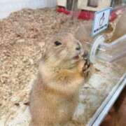 ヒメ日記 2025/02/25 18:39 投稿 いずみ 清楚