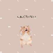 ヒメ日記 2025/03/01 14:10 投稿 はな 人妻㊙︎倶楽部