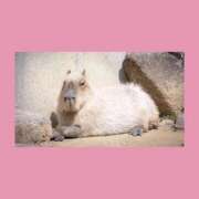 ヒメ日記 2026/03/15 21:50 投稿 はな 人妻㊙︎倶楽部