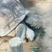 ヒメ日記 2025/01/26 15:03 投稿 こはる 五反田人妻ヒットパレード（シンデレラグループ）