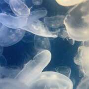 ヒメ日記 2025/09/01 20:04 投稿 こはる 五反田人妻ヒットパレード（シンデレラグループ）