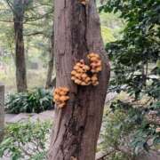 ヒメ日記 2025/11/15 18:55 投稿 こはる 五反田人妻ヒットパレード（シンデレラグループ）