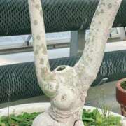 ヒメ日記 2025/12/15 21:07 投稿 こはる 五反田人妻ヒットパレード（シンデレラグループ）