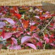 りな おはようございます 府中ダービー