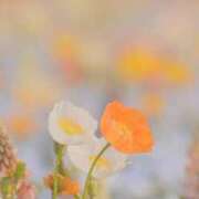 ヒメ日記 2025/05/03 11:00 投稿 麻倉ミユ ローテンブルク