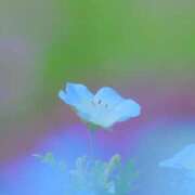 ヒメ日記 2025/05/06 11:06 投稿 麻倉ミユ ローテンブルク