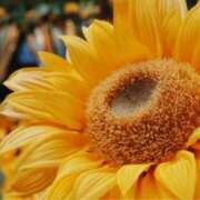 ヒメ日記 2025/08/11 11:02 投稿 麻倉ミユ ローテンブルク