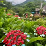 ヒメ日記 2025/08/16 11:10 投稿 麻倉ミユ ローテンブルク