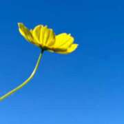 ヒメ日記 2025/09/07 11:30 投稿 麻倉ミユ ローテンブルク