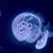 ヒメ日記 2025/07/25 17:13 投稿 美咲　ゆい ベルサイユの薔薇