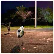 ヒメ日記 2025/09/20 18:22 投稿 美咲　ゆい ベルサイユの薔薇