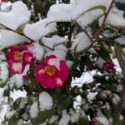 ヒメ日記 2026/02/08 18:02 投稿 みき 池袋人妻ヒットパレード（シンデレラグループ）