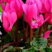 ヒメ日記 2024/12/14 07:13 投稿 りの 出会い系人妻ネットワーク さいたま～大宮編