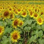 りの 🫠 出会い系人妻ネットワーク さいたま～大宮編