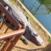 ヒメ日記 2025/02/01 01:42 投稿 イナ バイオレンス