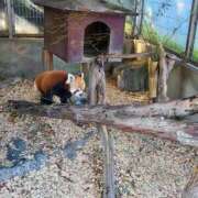 ヒメ日記 2025/03/21 12:15 投稿 イナ バイオレンス