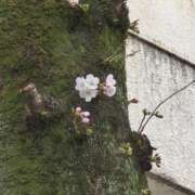 ヒメ日記 2025/03/24 13:25 投稿 イナ バイオレンス