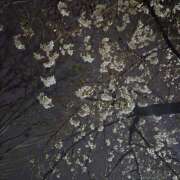 ヒメ日記 2025/03/26 01:15 投稿 イナ バイオレンス