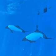 ヒメ日記 2025/04/07 13:32 投稿 イナ バイオレンス