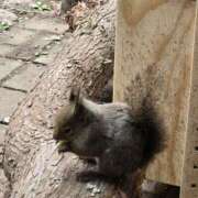 ヒメ日記 2025/04/08 14:55 投稿 イナ バイオレンス