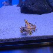 ヒメ日記 2025/04/08 19:52 投稿 イナ バイオレンス