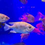 ヒメ日記 2025/04/09 14:45 投稿 イナ バイオレンス